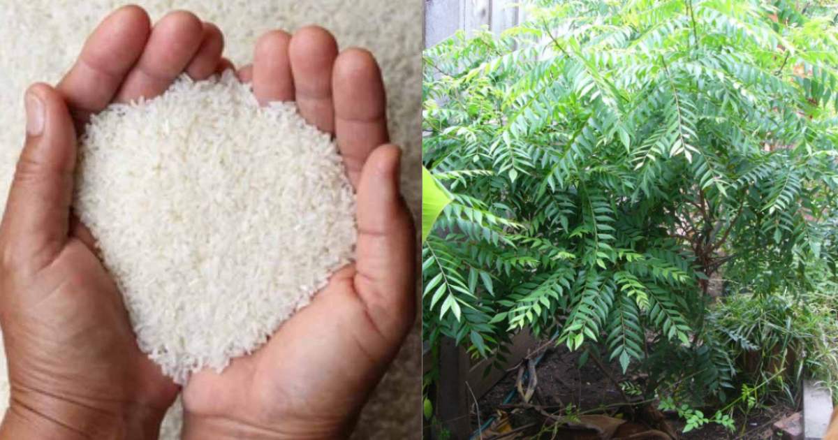 Curry Leaves Cultivation Using Raw Rice