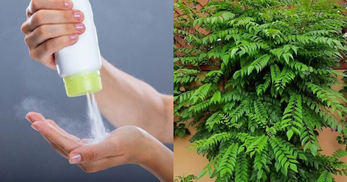 Curry leaves Cultivation Using Powder