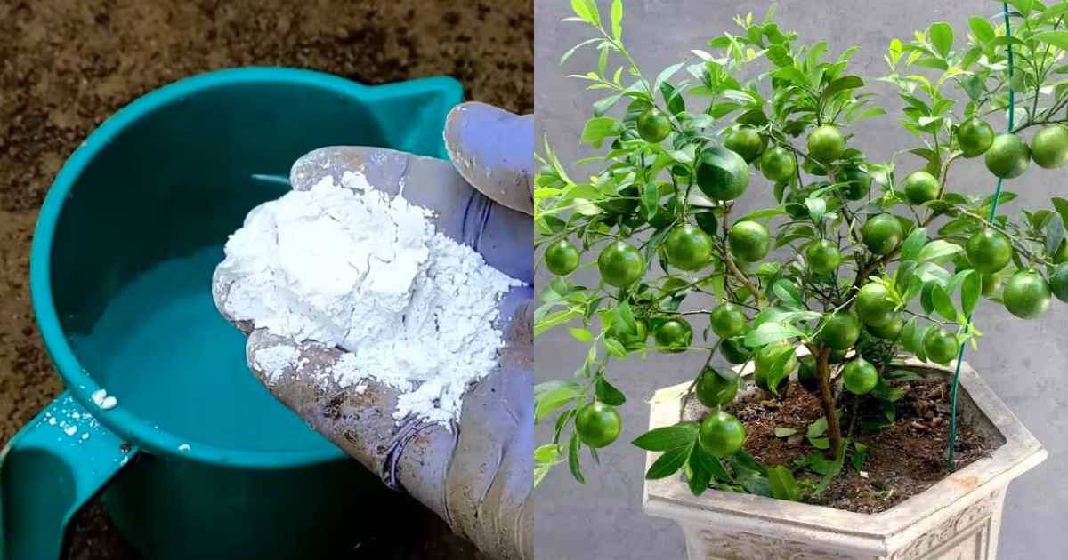 Fertilizers for Lemon Plants