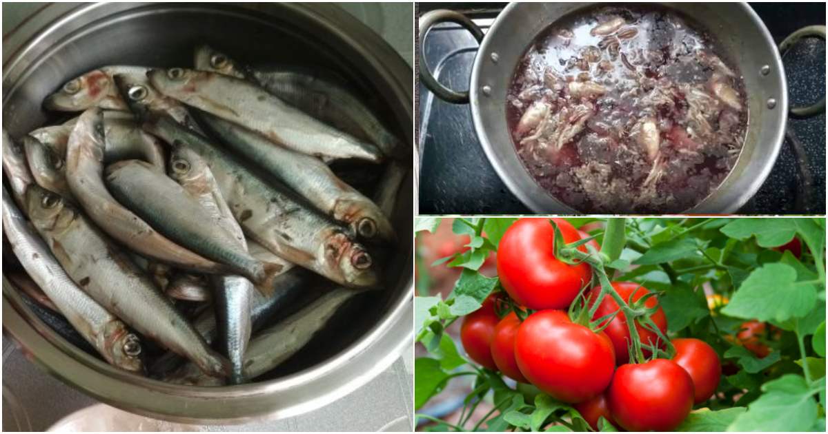 Fish waste as intensive fertilizer