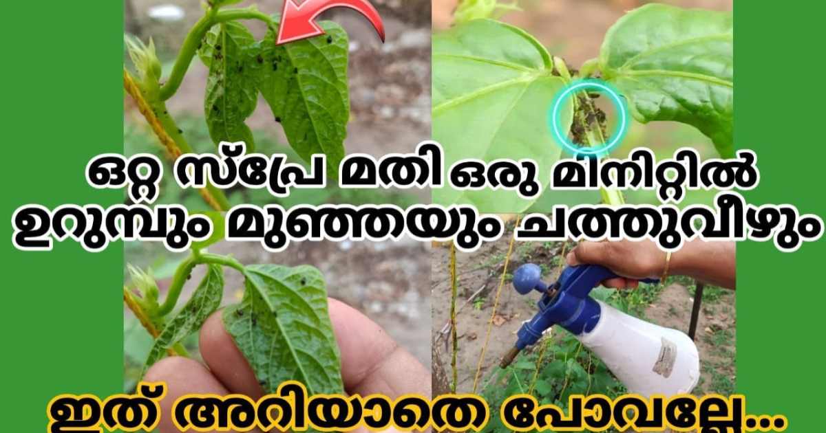 Get rid of ants from plants