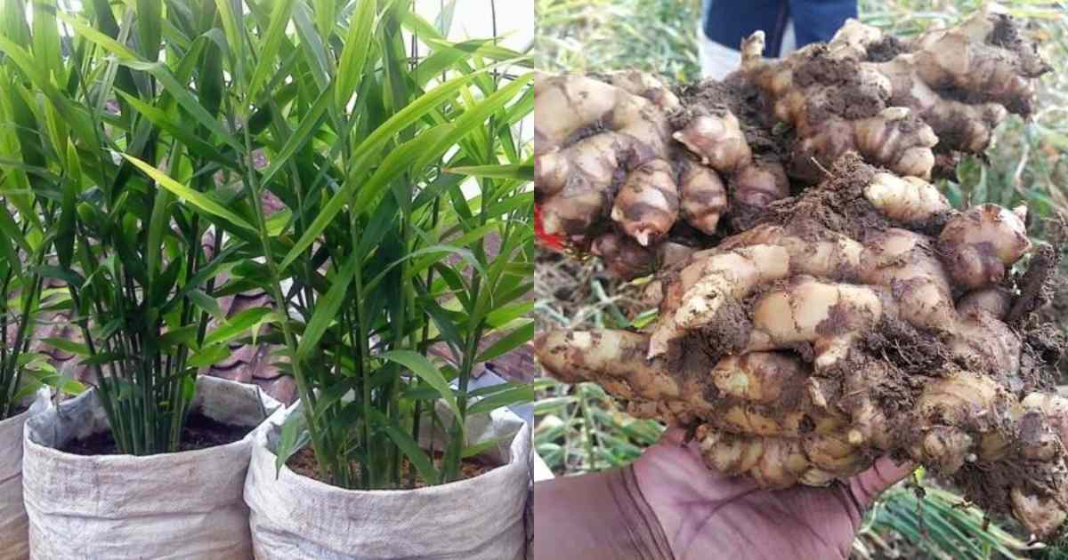 Ginger Cultivation In Grow Bag