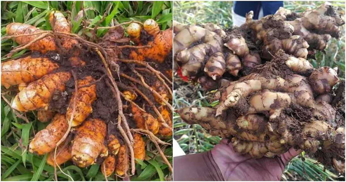 Ginger Turmeric Cultivation Tip