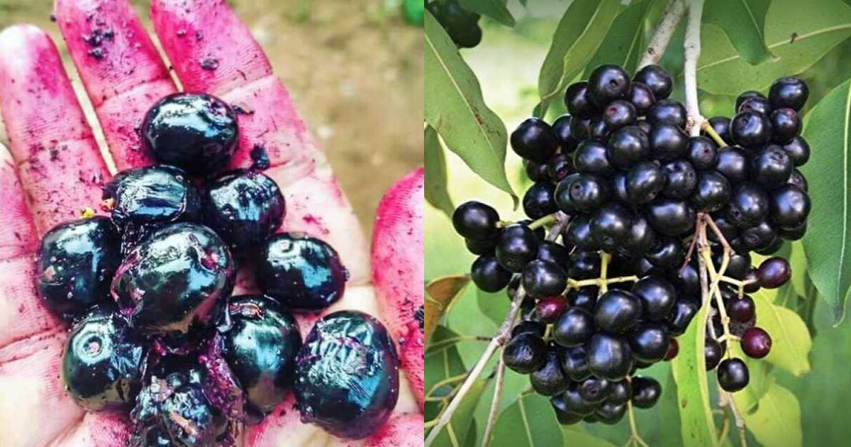 Health Benefits of Jamun Fruit