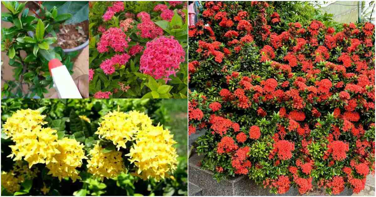 Ixora plant care tips