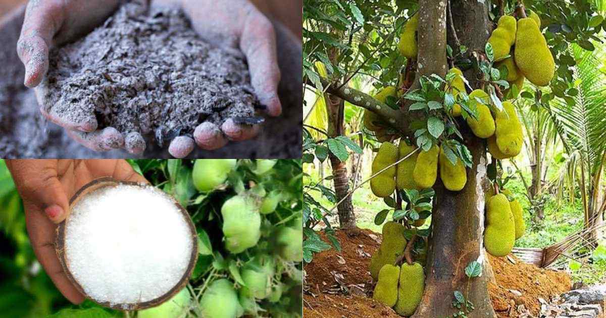 Jackfruit Cultivation Tip Using Salt