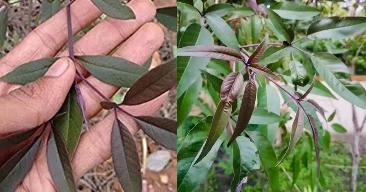 Karinochi Benefits