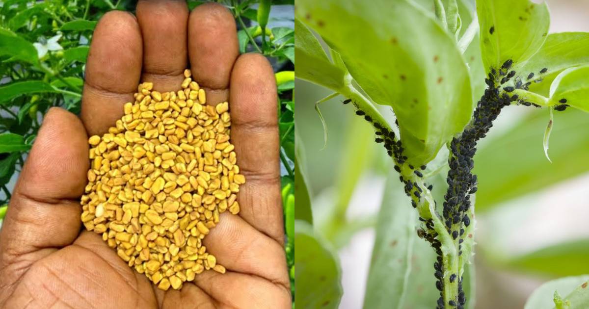 Keedashalyam maran Uluva tip