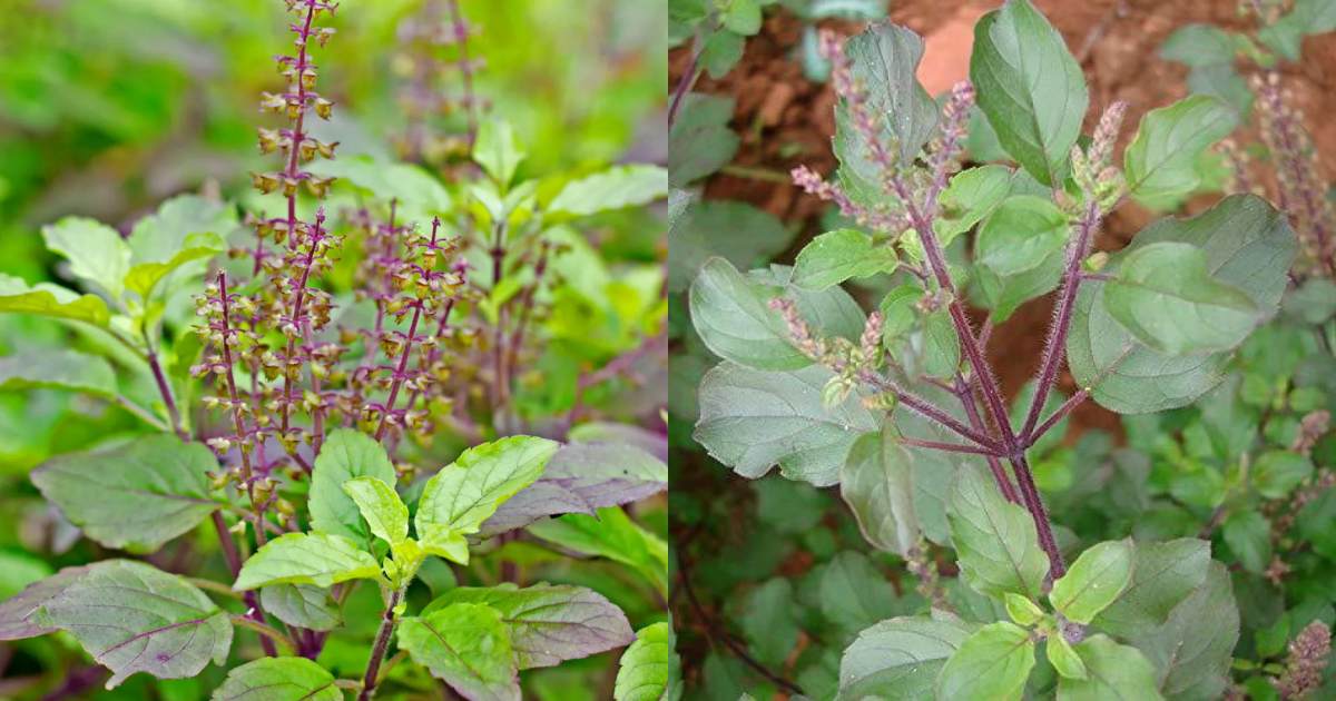 Kerala vastu Tulasi Plant