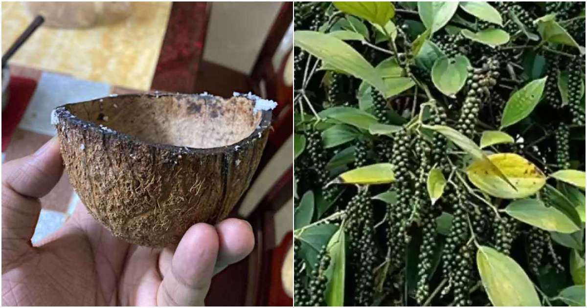 Kurumulak Krishi using Coconut shells