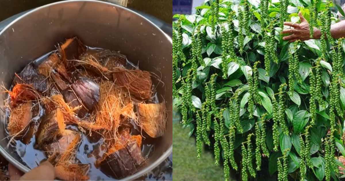 Kuttikurumulak krishi tips