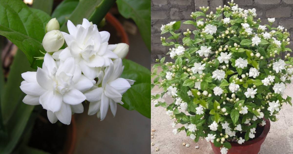 Kuttimulla Flowering tip