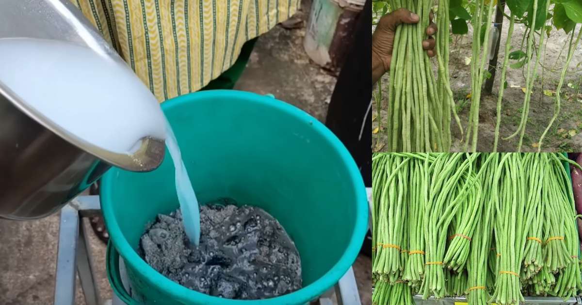 Maximum yield from payar