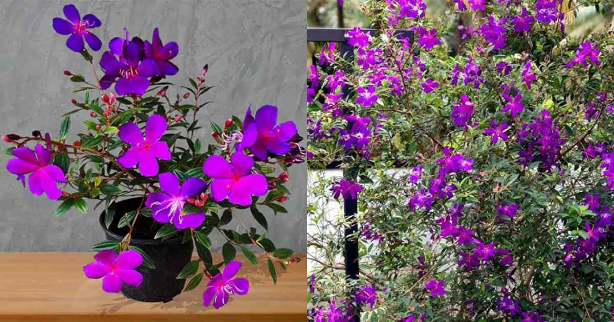 Melestoma Plant care