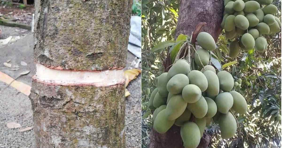 Mothiravalayam in mango farming