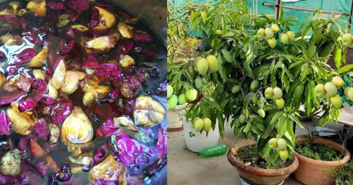 Onion fertliser for Fruit Trees