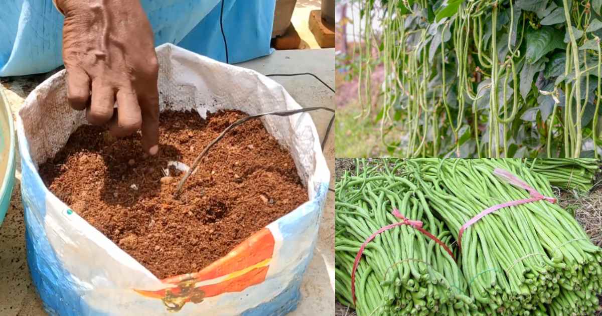 Organic farming of Payar