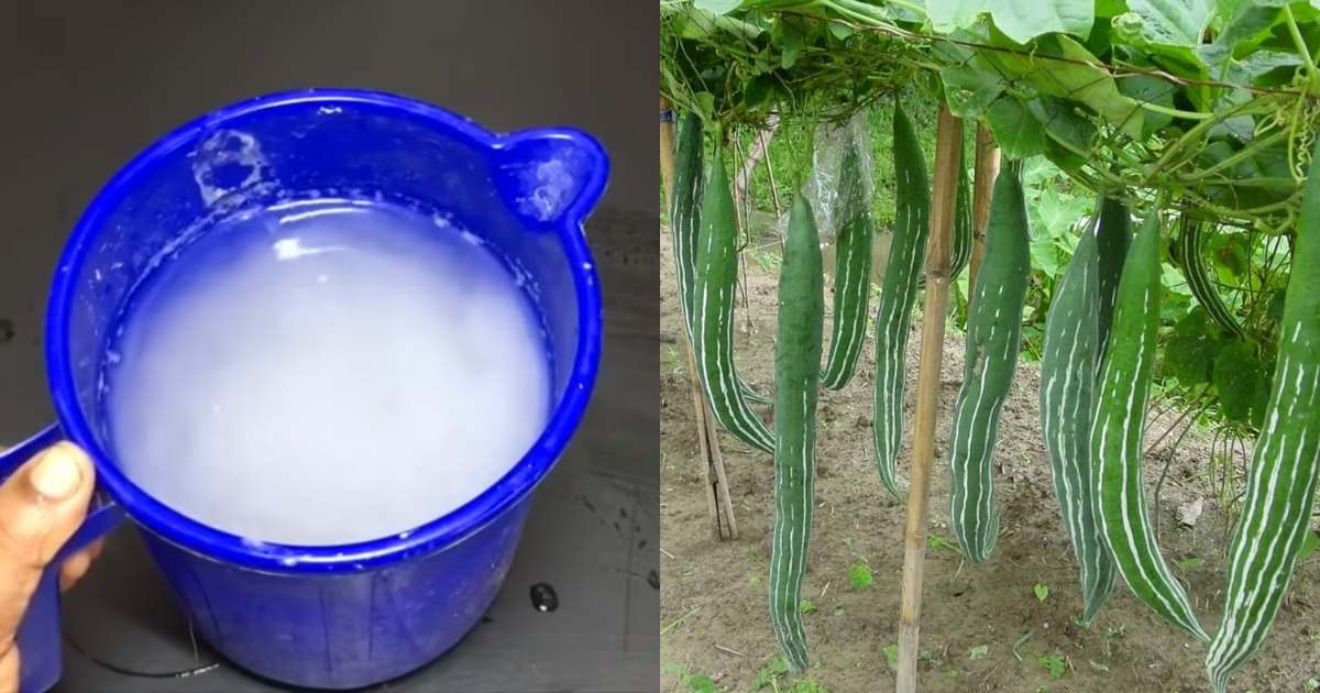 Padavalam krishi tip