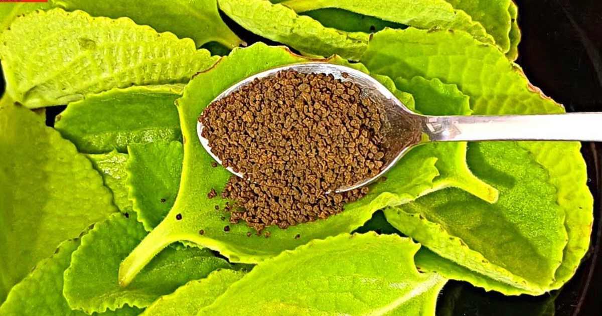 Panikurkka Tea for Cough