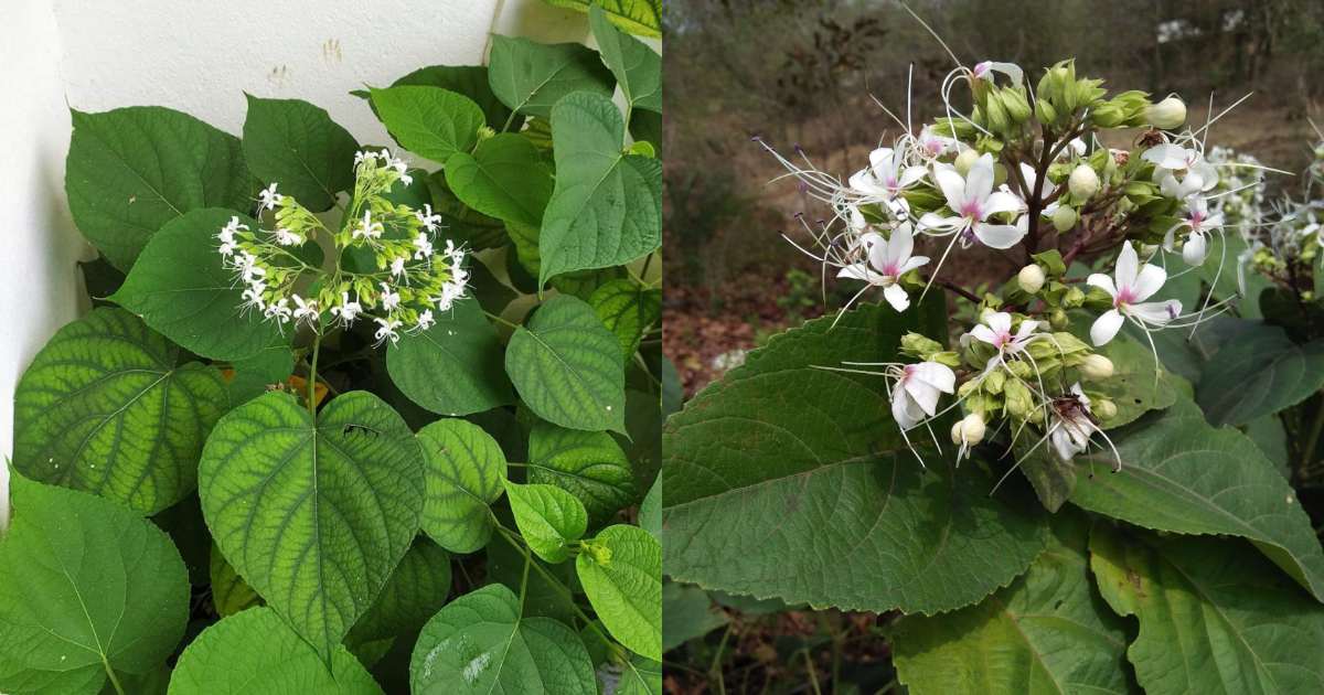 Peringalam Plant health Benefits