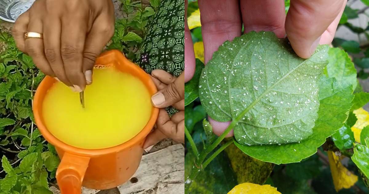 Pesticides for Whiteflies