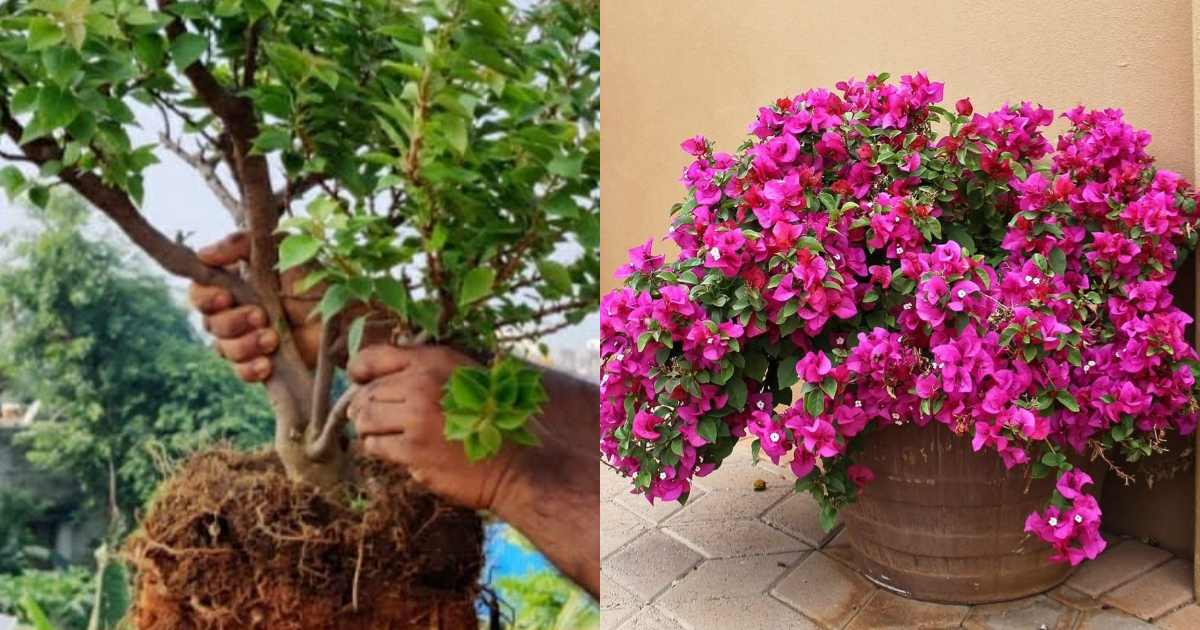Repot Bougainvillea plant