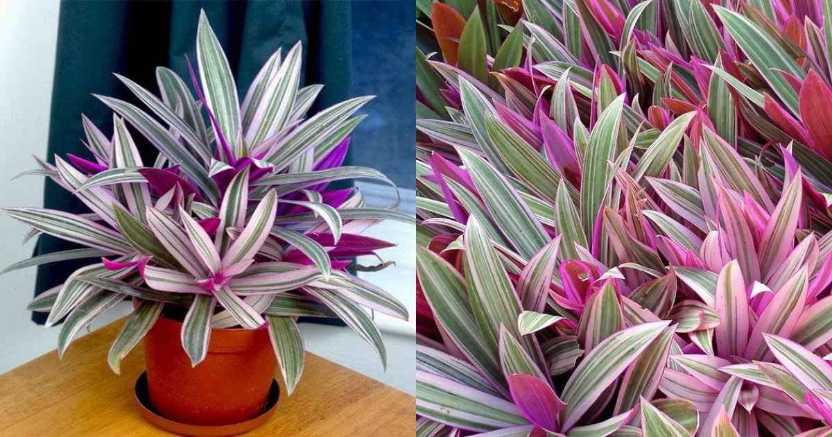 Rhoeo Plant care tips