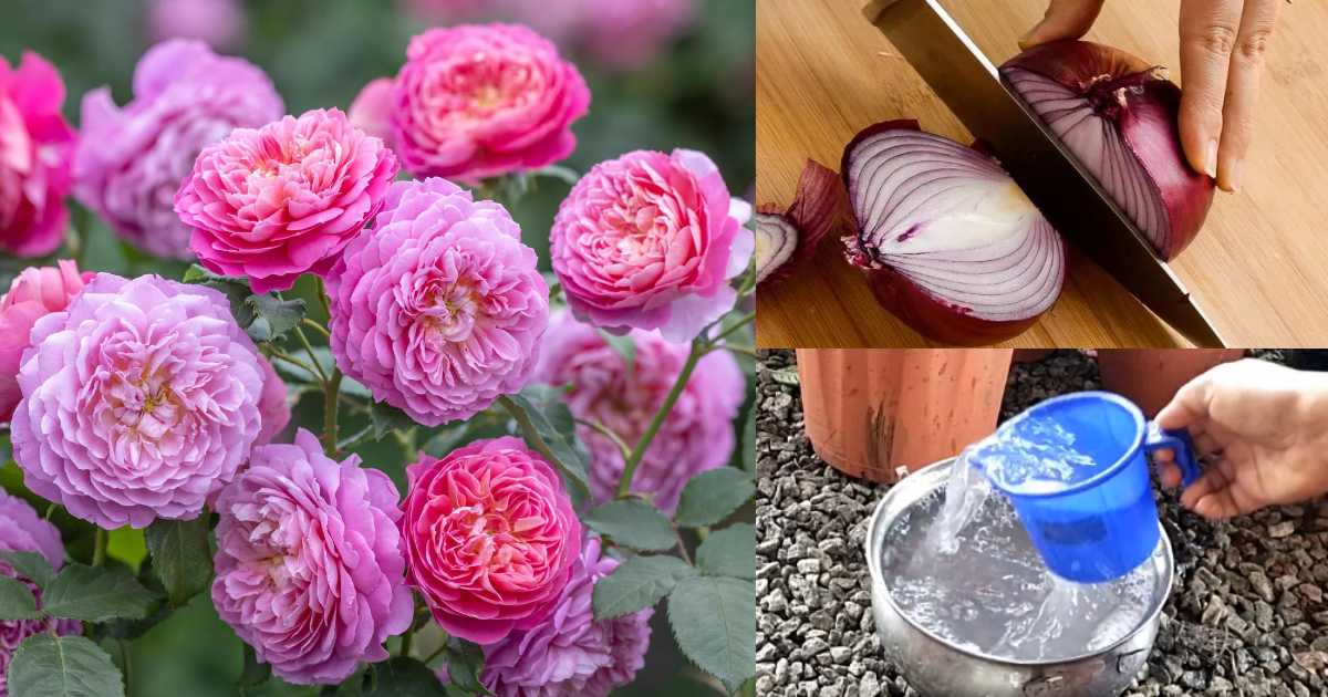 Rose Flowering Using Onion