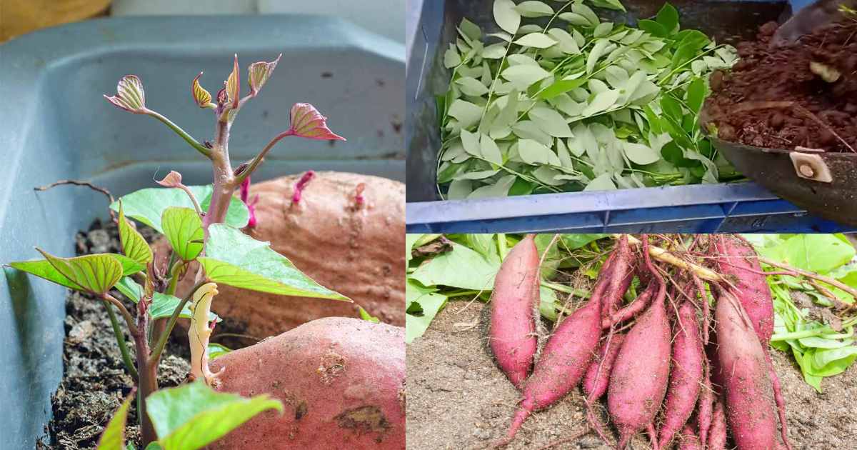 Sweet potato cultivation