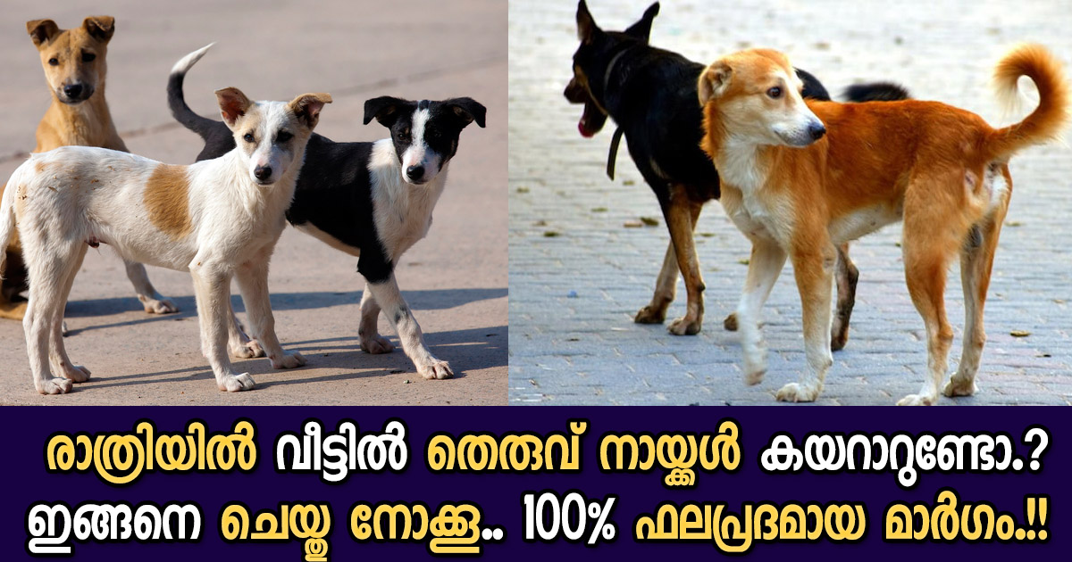 Tip To Avoid Street Dog