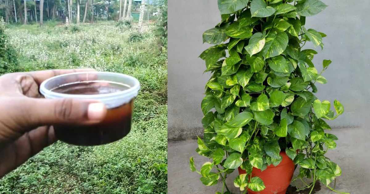 Tip To make bushy moneyplant
