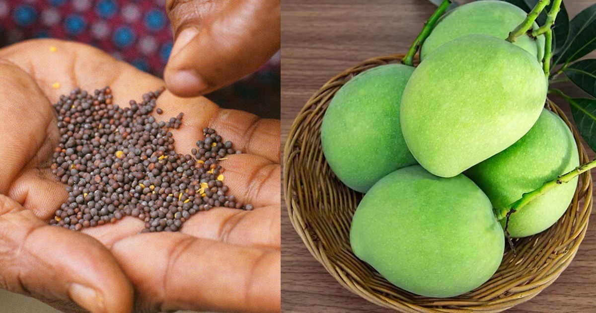 To Store Mango For Long Time