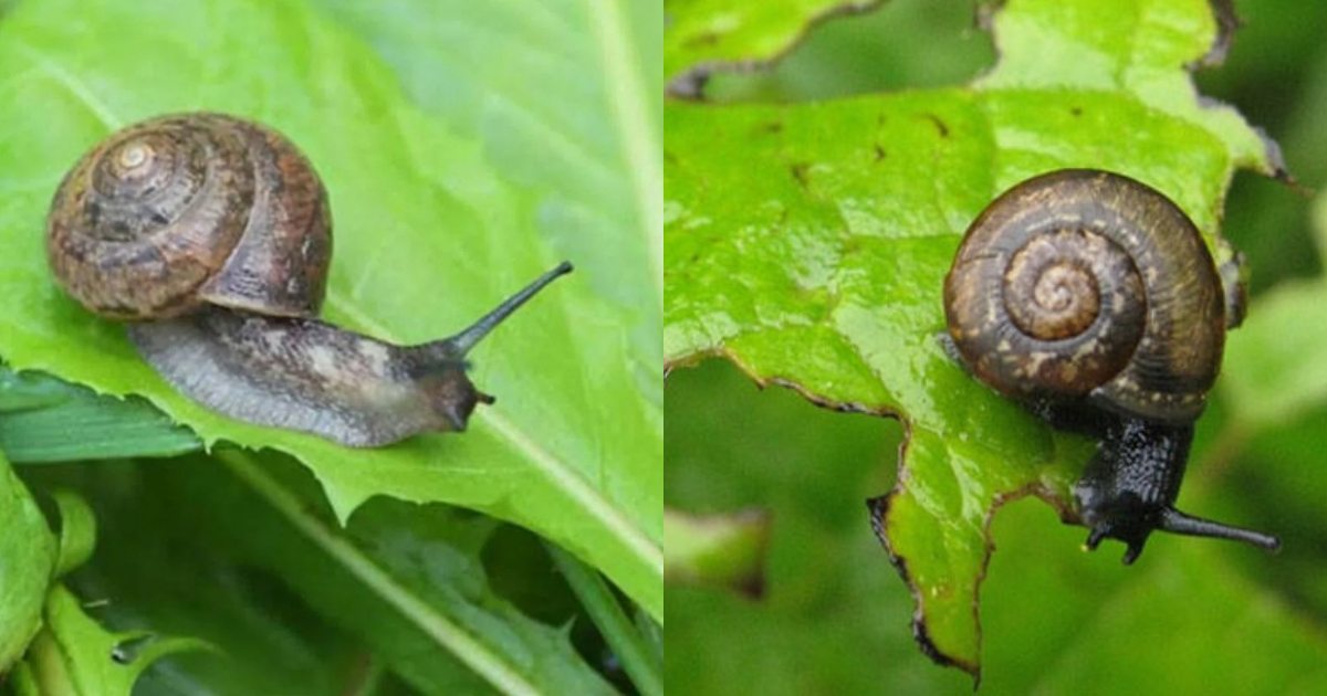 To get rid of snails