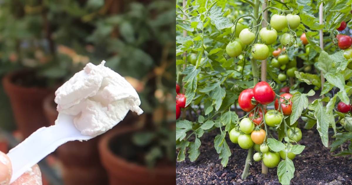 Tomato Cultivation Idea