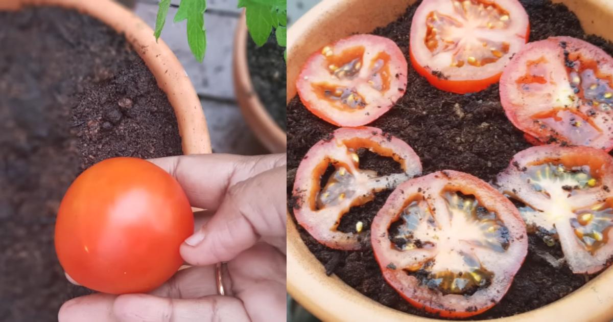 Tomato Farming Tips at home