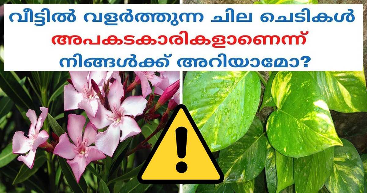 Top 10 Poisonous Plants at home