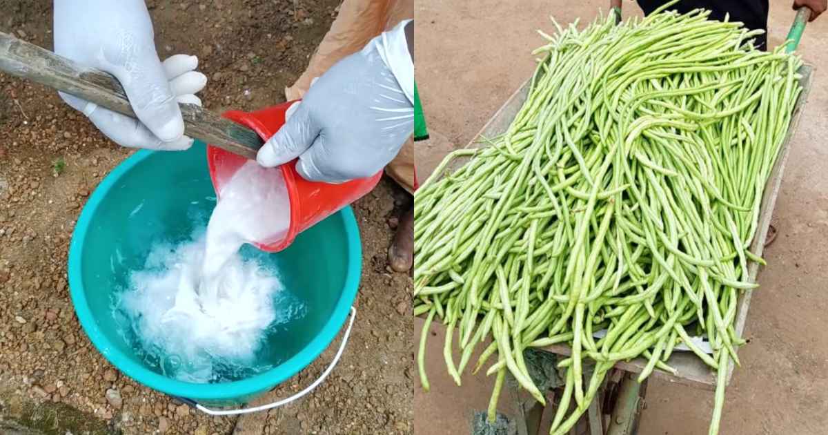 Vallipayar Krishi Tip