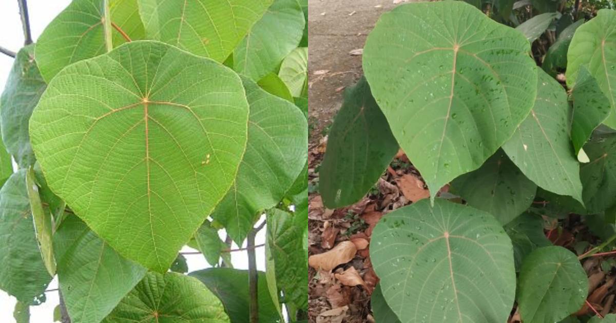 Vattayila Plant health Benefits