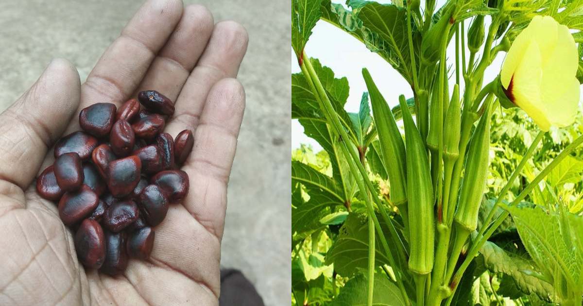 Venda krishi tip using pulinkuru