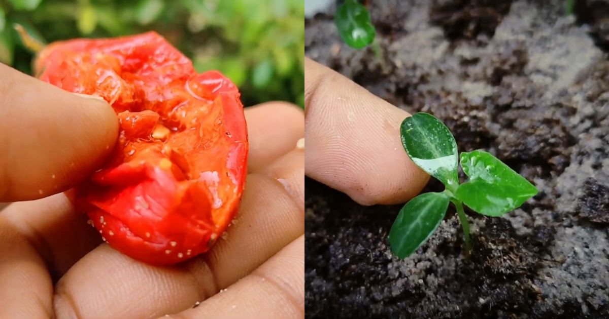 awesome method to plant koval