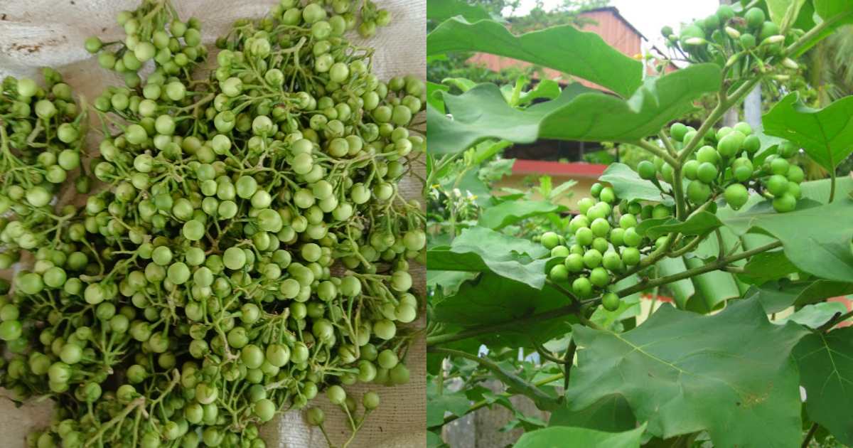 chundakka variety fud