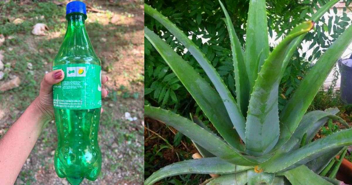 Aloevera care using Plastic bottle