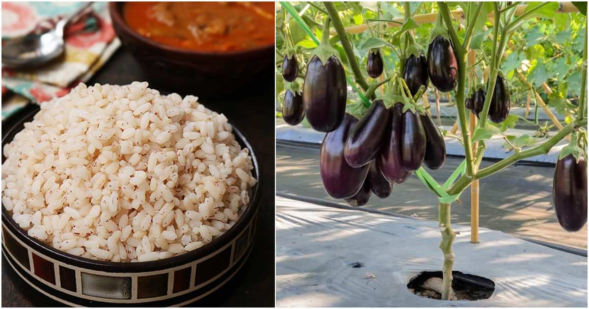 Brinjal Krishi tips using rice
