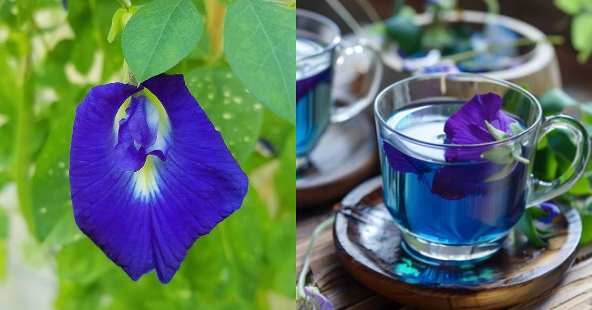 Butterfly Pea Flower Tea Benefits