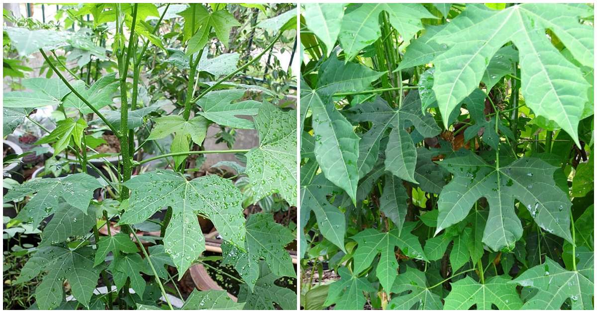 Chayamansa plant benefits