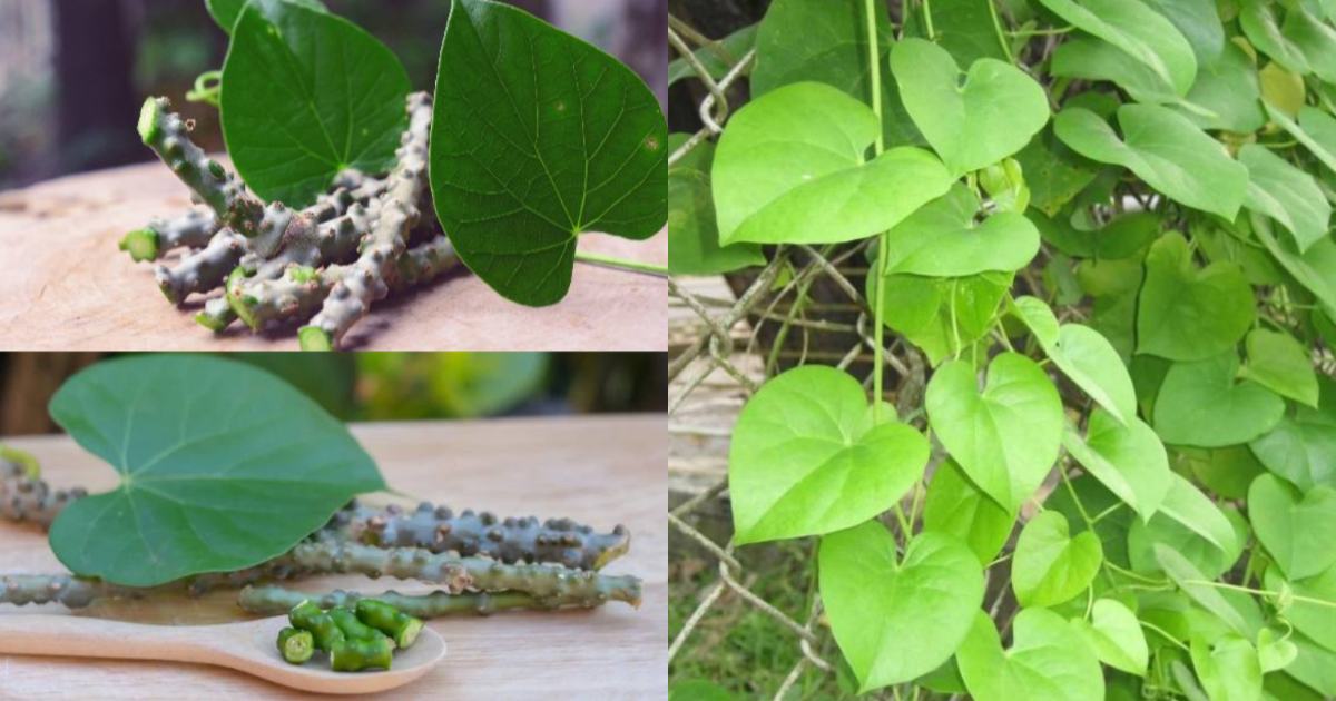 Chittamruthu Plant Health Benefits