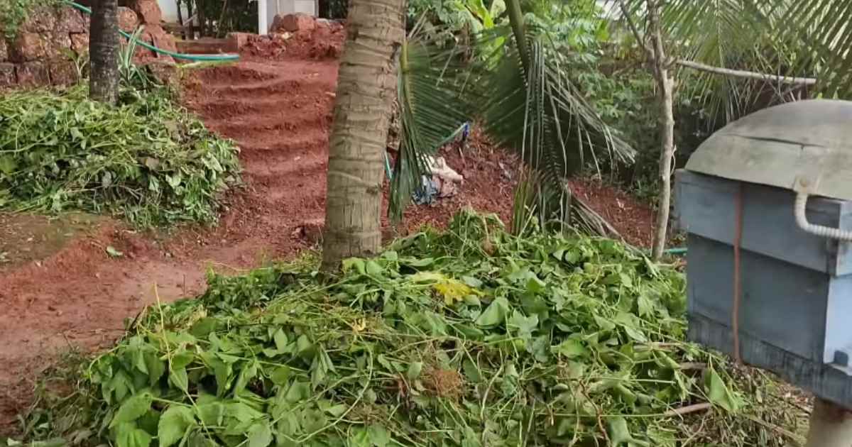 Coconut to yield better