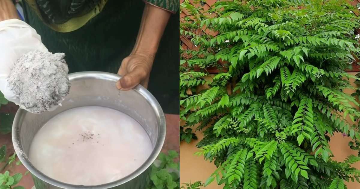 Curry Leaves cultivation using ash