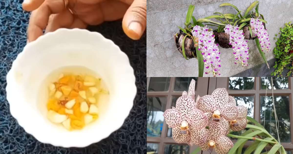 Dendrobium propagation Tips