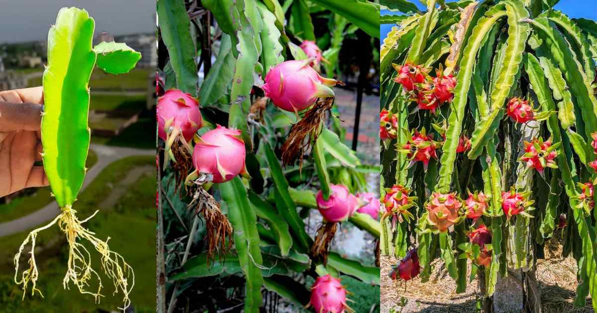 Dragon fruit farming on terrace